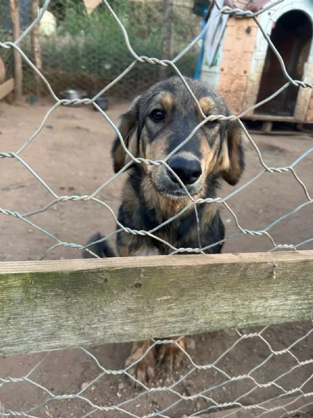 Argo Splendido Dolce Cucciolo Cerca Famiglia | Foto 0