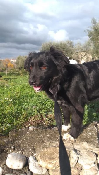 Dana Splendida Soffice Cucciola Cerca Casa  | Foto 5