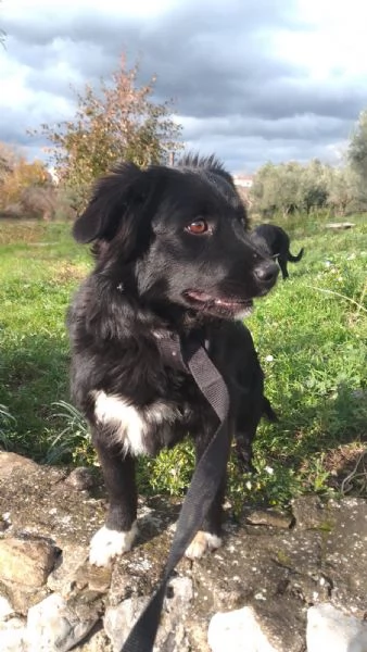 Dana Splendida Soffice Cucciola Cerca Casa  | Foto 4