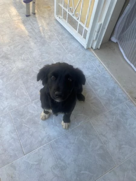 Dana Splendida Soffice Cucciola Cerca Casa  | Foto 3