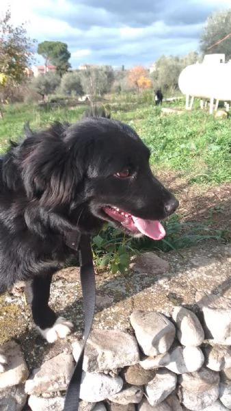 Dana Splendida Soffice Cucciola Cerca Casa  | Foto 2