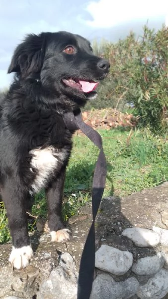 Dana Splendida Soffice Cucciola Cerca Casa  | Foto 1