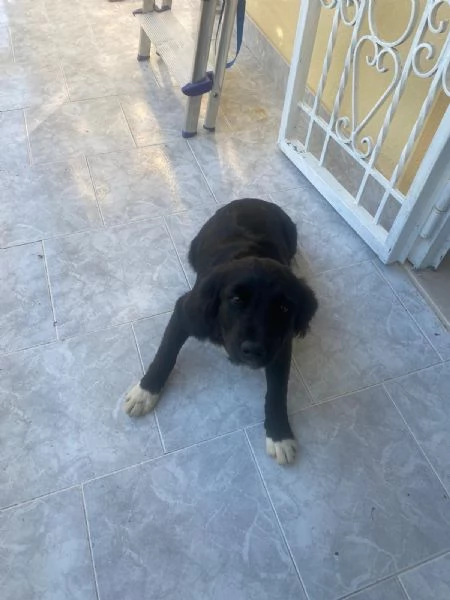 Dana Splendida Soffice Cucciola Cerca Casa  | Foto 2