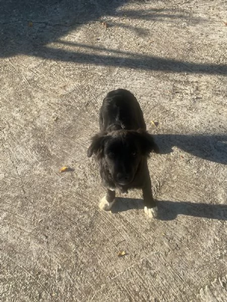 Dana Splendida Soffice Cucciola Cerca Casa  | Foto 1