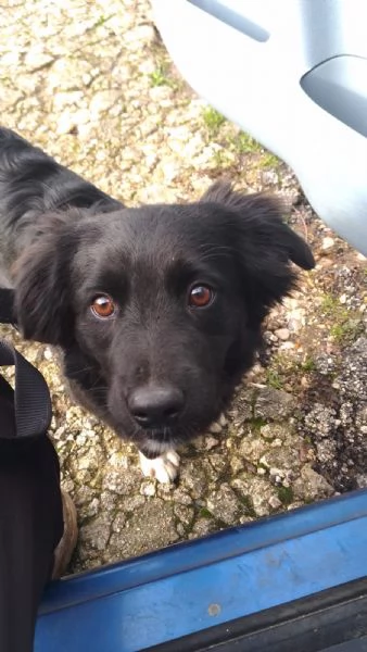 Dana Splendida Soffice Cucciola Cerca Casa 