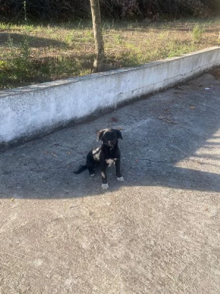 Dana Splendida Soffice Cucciola Cerca Casa  | Foto 0