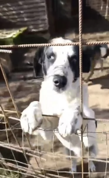 Ben Splendido Giovanotto Cerca Famiglia 