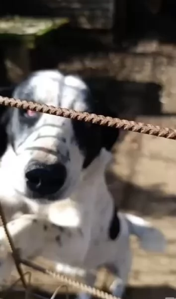 Ben Splendido Giovanotto Cerca Famiglia  | Foto 5