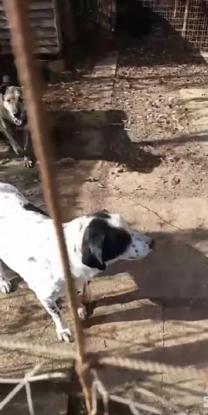 Ben Splendido Giovanotto Cerca Famiglia  | Foto 4