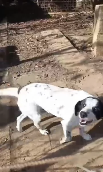 Ben Splendido Giovanotto Cerca Famiglia  | Foto 3