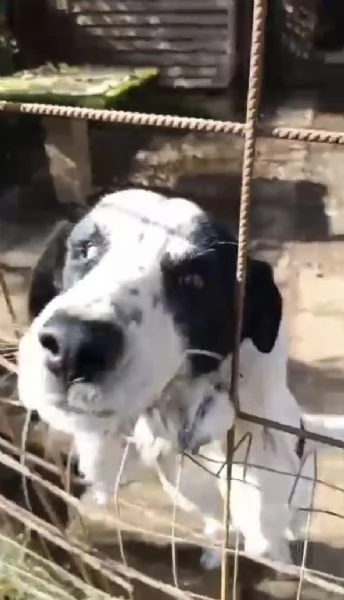 Ben Splendido Giovanotto Cerca Famiglia  | Foto 2