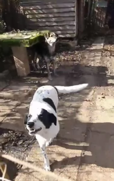 Ben Splendido Giovanotto Cerca Famiglia  | Foto 1