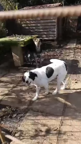 Ben Splendido Giovanotto Cerca Famiglia  | Foto 0