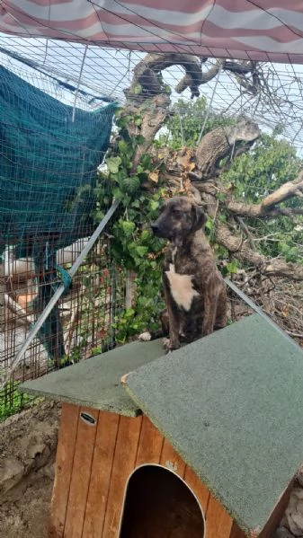 Trilly splendida giovanotta simil Segugio  | Foto 1