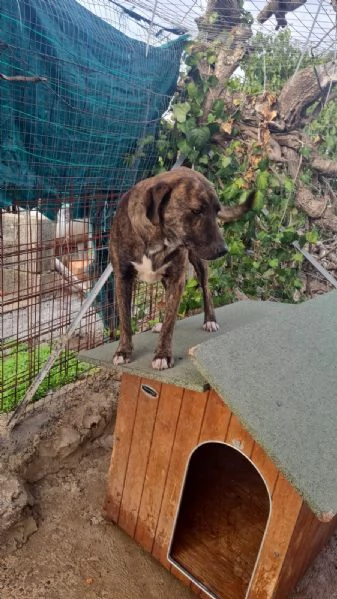 Trilly splendida giovanotta simil Segugio  | Foto 0