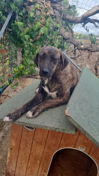 Trilly splendida giovanotta simil Segugio 