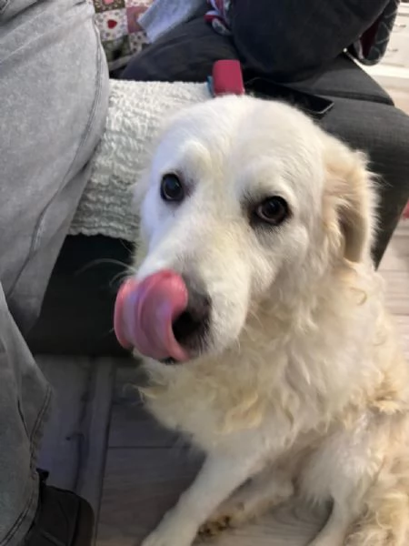 Fiammotta splendida giovanotta simil pastore cerca famiglia  | Foto 4