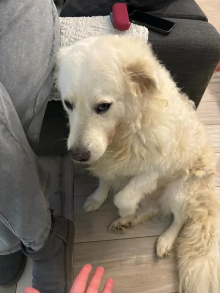 Fiammotta splendida giovanotta simil pastore cerca famiglia  | Foto 3