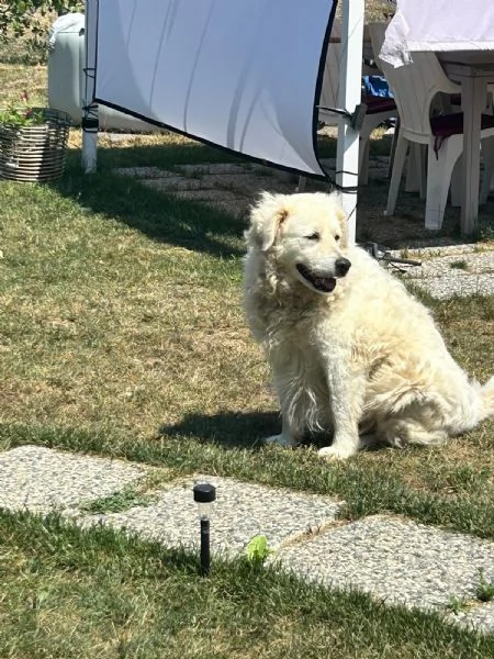 Fiammotta splendida giovanotta simil pastore cerca famiglia  | Foto 1