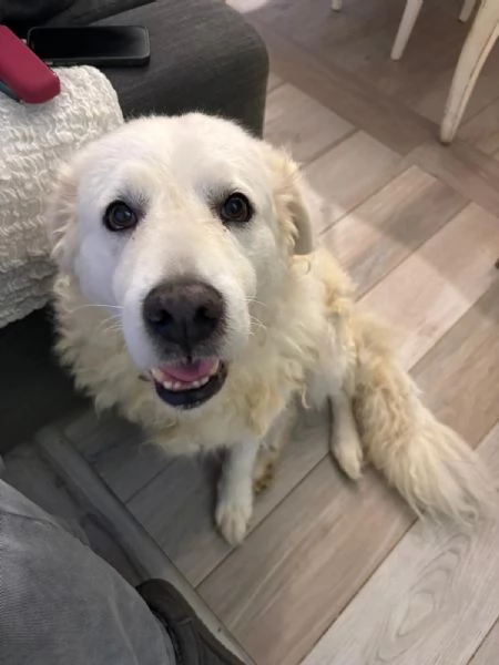 Fiammotta splendida giovanotta simil pastore cerca famiglia 