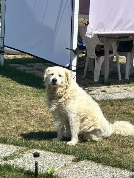 Fiammotta splendida giovanotta simil pastore cerca famiglia 