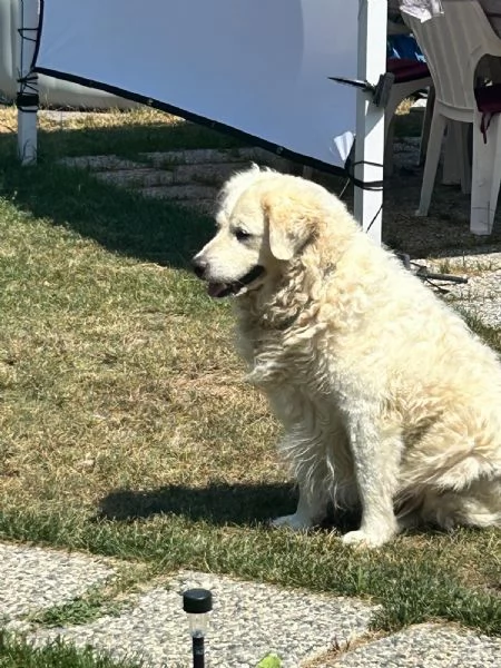 Fiammotta splendida giovanotta simil pastore cerca famiglia  | Foto 0