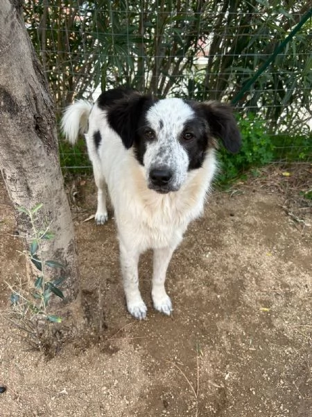 Bella splendida cucciola cerca famiglia  | Foto 3