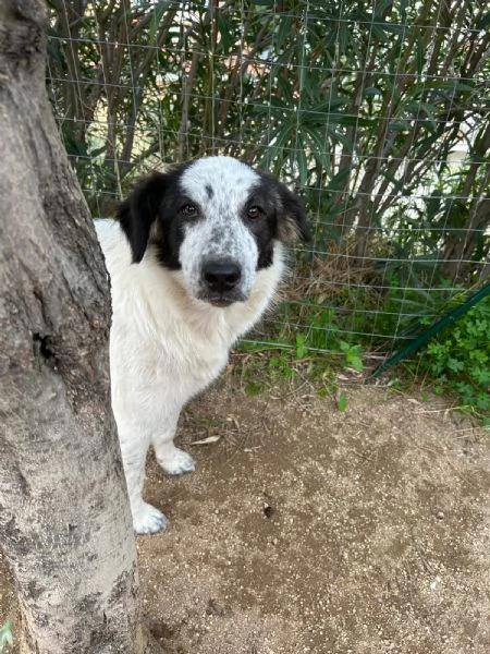 Bella splendida cucciola cerca famiglia  | Foto 2