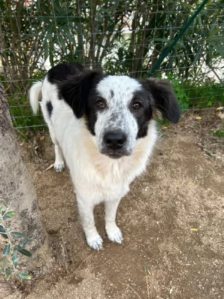 Bella splendida cucciola cerca famiglia 