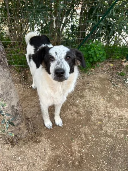 Bella splendida cucciola cerca famiglia  | Foto 1