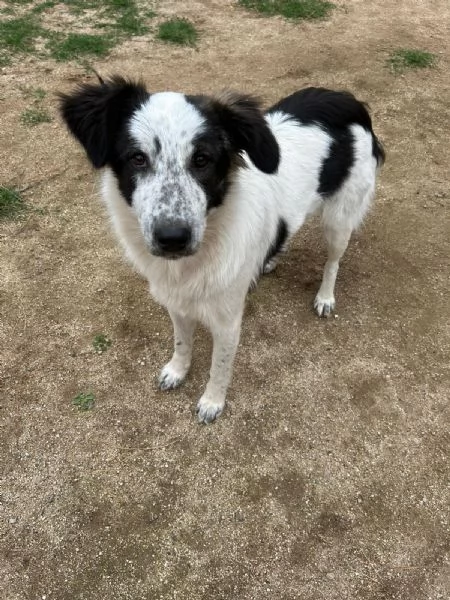 Bella splendida cucciola cerca famiglia  | Foto 0