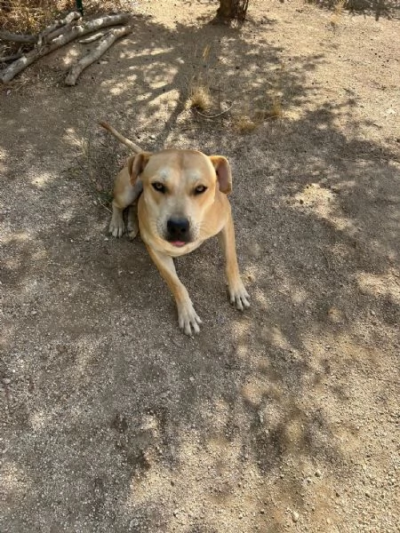 Alan Splendido Giovanotto Cerca Famiglia  | Foto 5