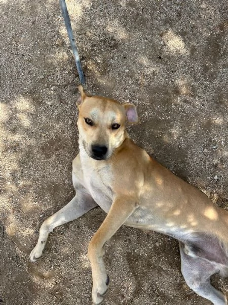 Alan Splendido Giovanotto Cerca Famiglia  | Foto 4