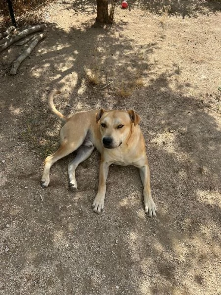 Alan Splendido Giovanotto Cerca Famiglia  | Foto 3