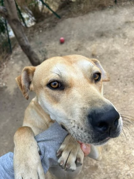 Alan Splendido Giovanotto Cerca Famiglia  | Foto 2