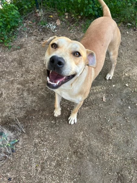 Alan Splendido Giovanotto Cerca Famiglia  | Foto 1