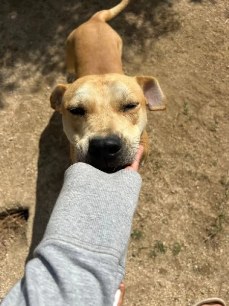 Alan Splendido Giovanotto Cerca Famiglia  | Foto 0