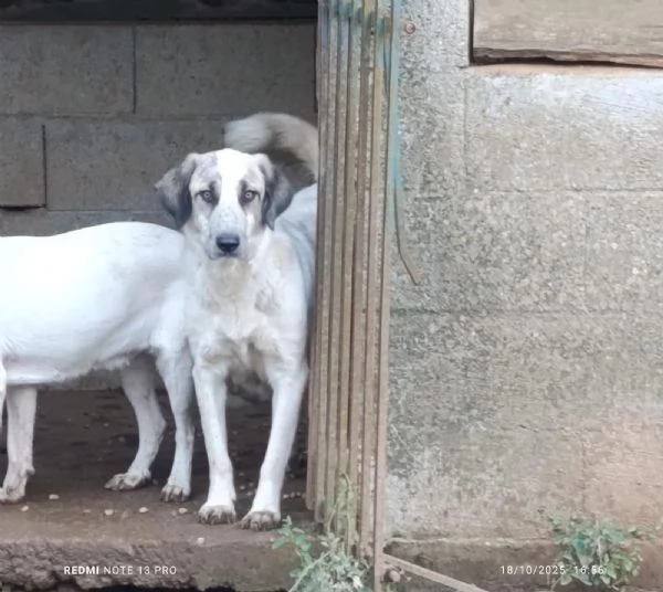 Gracy splendida giovanotta cerca famiglia | Foto 1