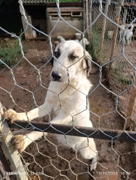 Gracy splendida giovanotta cerca famiglia | Foto 0