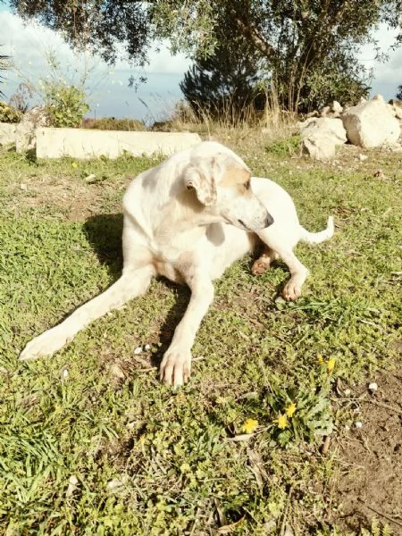 Dina splendida giovane cagnolina cerca famiglia  | Foto 3