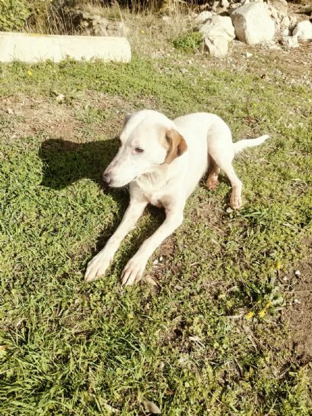 Dina splendida giovane cagnolina cerca famiglia  | Foto 1