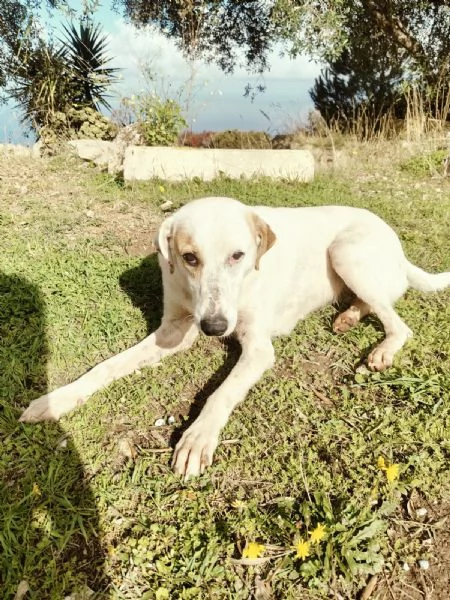 Dina splendida giovane cagnolina cerca famiglia  | Foto 5