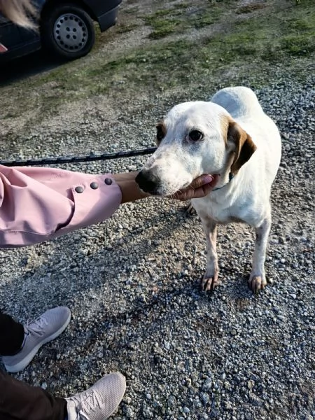 Dina splendida giovane cagnolina cerca famiglia  | Foto 2