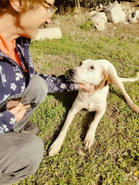 Dina splendida giovane cagnolina cerca famiglia  | Foto 3