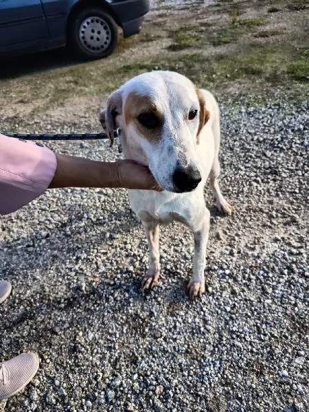 Dina splendida giovane cagnolina cerca famiglia 