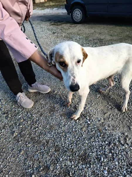 Dina splendida giovane cagnolina cerca famiglia  | Foto 1