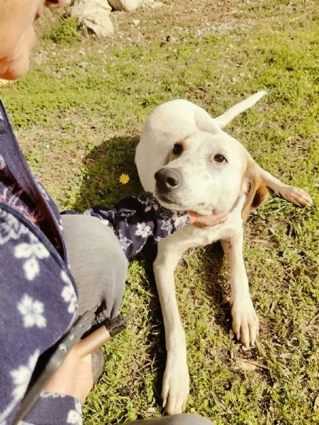 Dina splendida giovane cagnolina cerca famiglia 