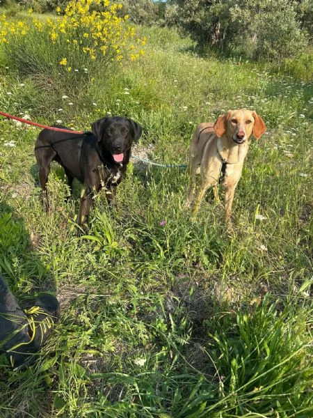 Rosy meravigliosa giovane simil segugio cerca famiglia  | Foto 6