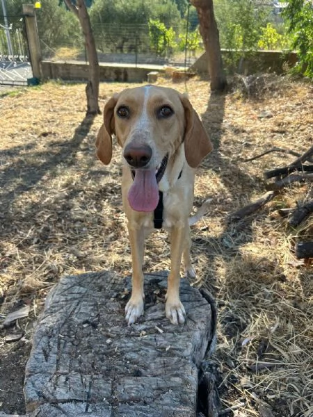 Rosy meravigliosa giovane simil segugio cerca famiglia  | Foto 4