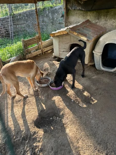 Rosy meravigliosa giovane simil segugio cerca famiglia  | Foto 2